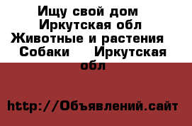 Ищу свой дом - Иркутская обл. Животные и растения » Собаки   . Иркутская обл.